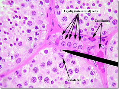 Spermatogenesis (X) - Medatrio